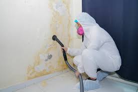 Frenchtown, NJ Mold Removal Services Company